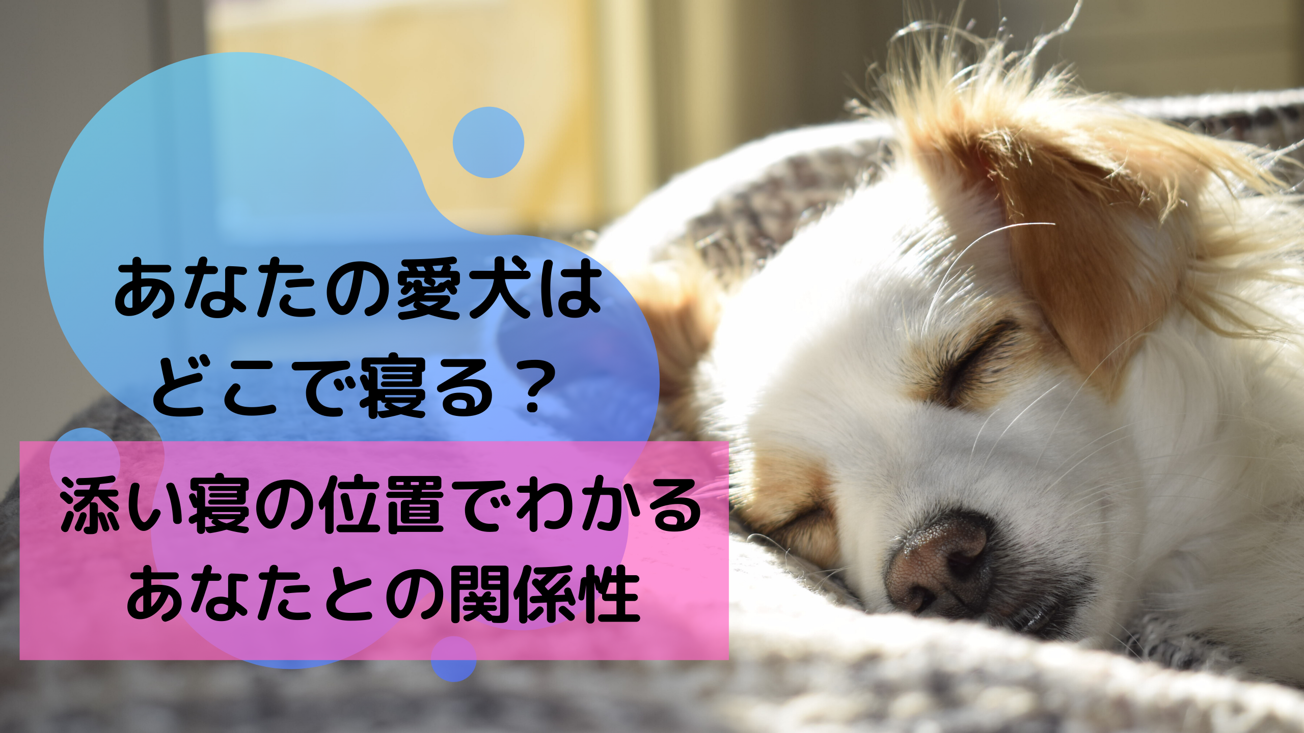 あなたの愛犬はどこで寝る 添い寝の位置でわかるあなたとの関係性 イヌノコエ