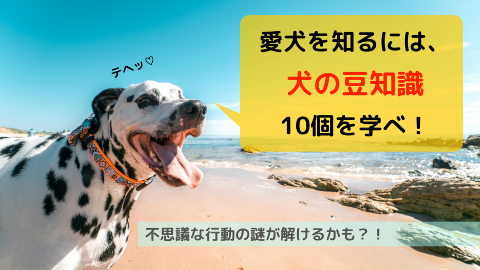 愛犬を知るには 犬の豆知識10個を学べ イヌノコエ