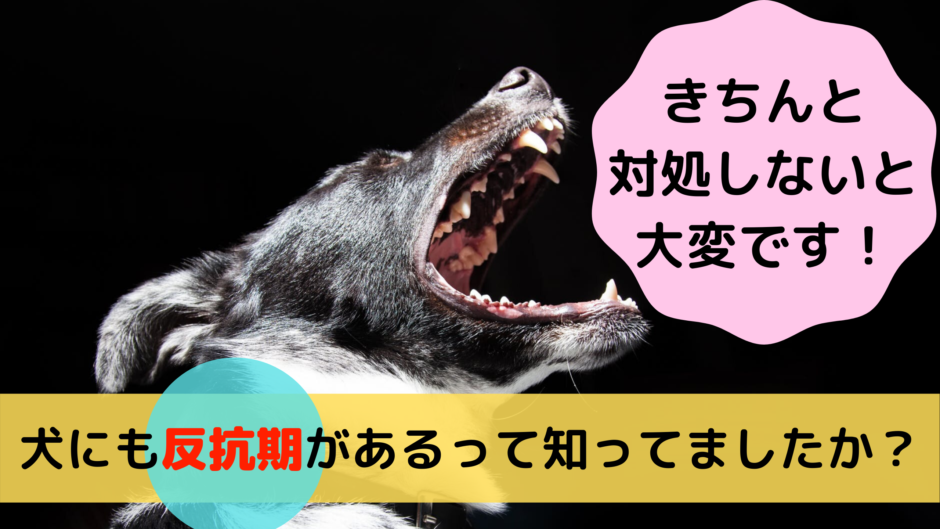 犬にも反抗期があるって知ってましたか きちんと対処しないと大変です イヌノコエ