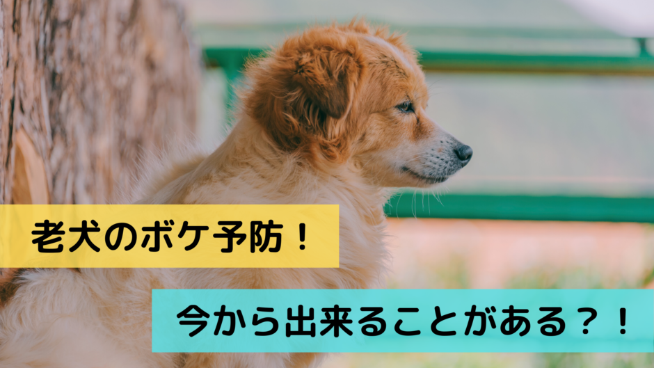 老犬のボケ予防 今から出来ることがある イヌノコエ